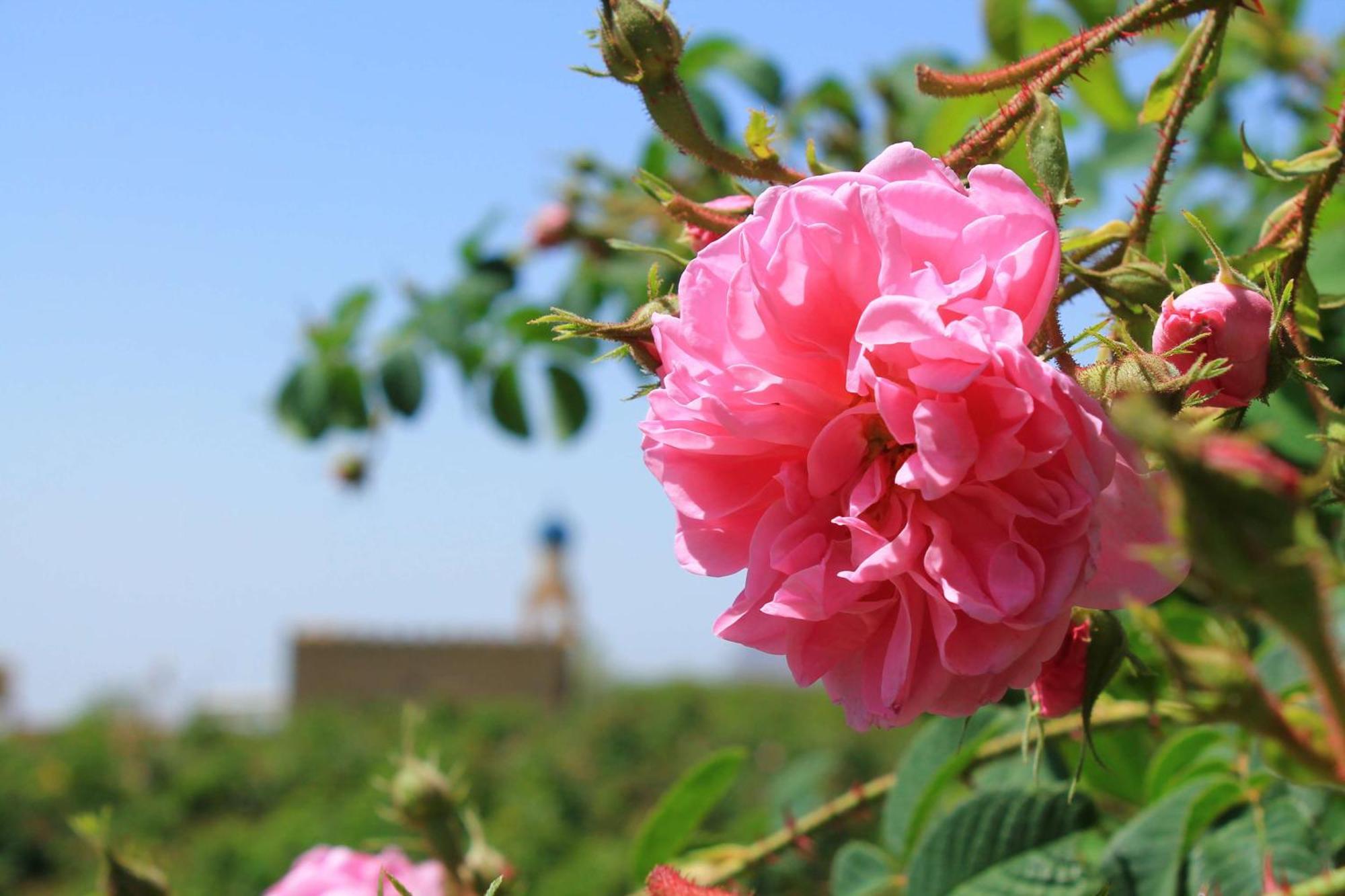 Alila Jabal Akhdar Hotel Al Khutaym Екстериор снимка Rosa damascena